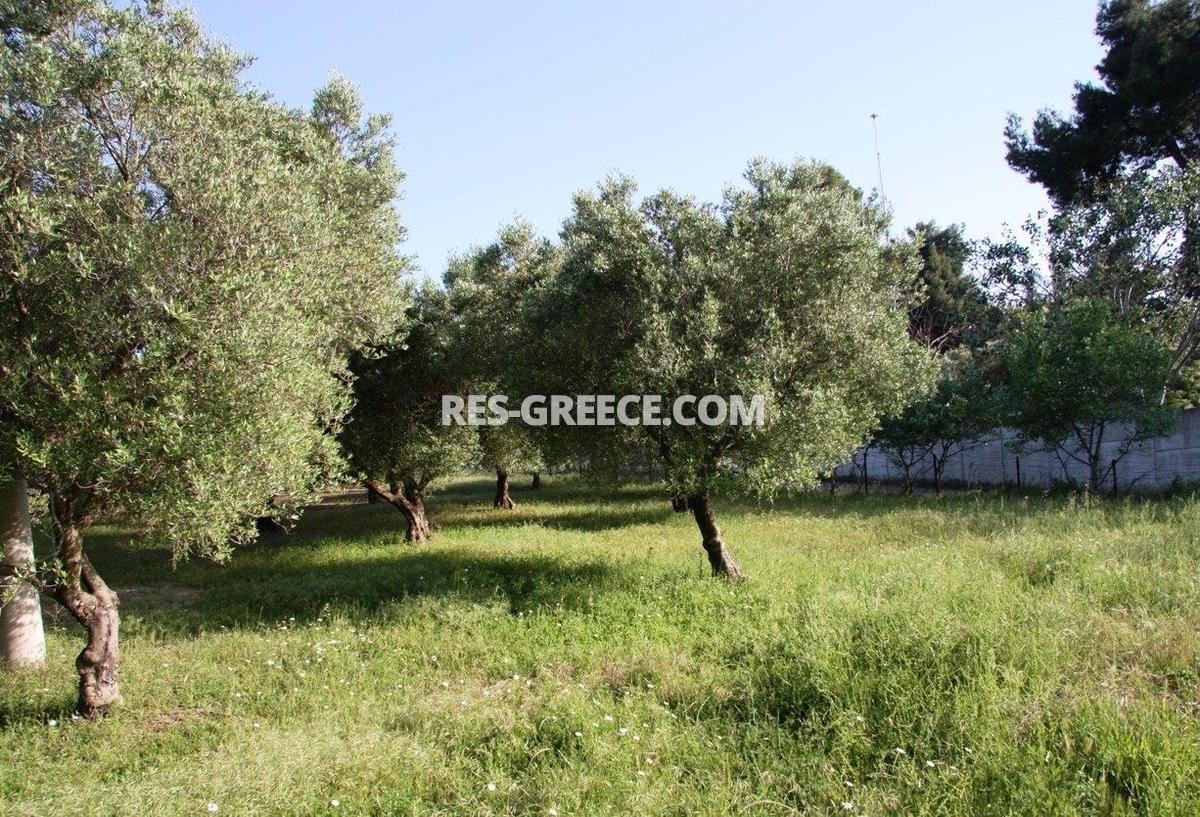 Участок Сани, Халкидики-Кассандра, Греция -  - Фото 6