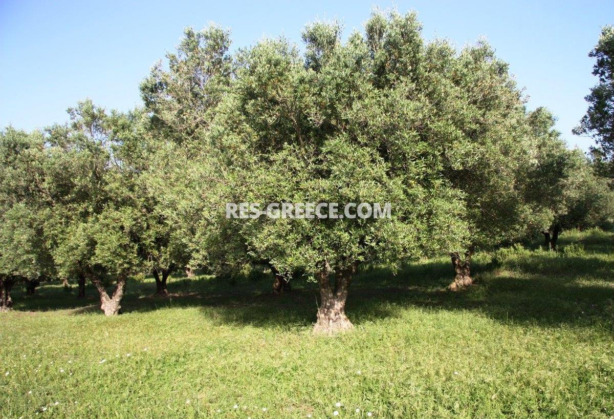 Участок Сани, Халкидики-Кассандра, Греция -  - Фото 7