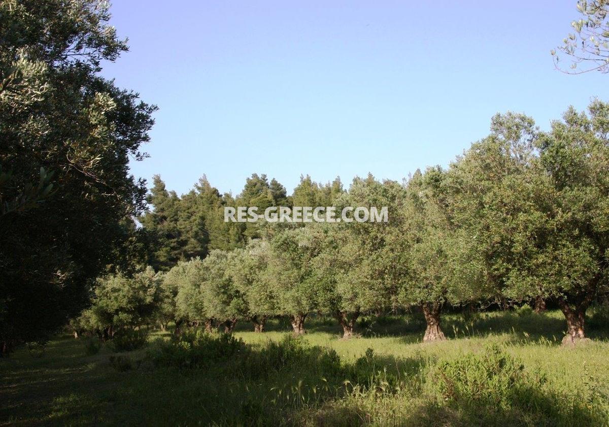 Участок Сани, Халкидики-Кассандра, Греция -  - Фото 12