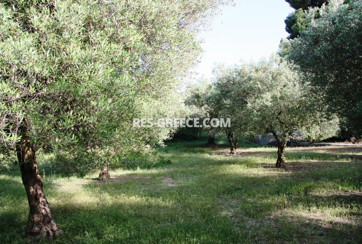 Участок Сани, Халкидики-Кассандра, Греция -  - Фото 13