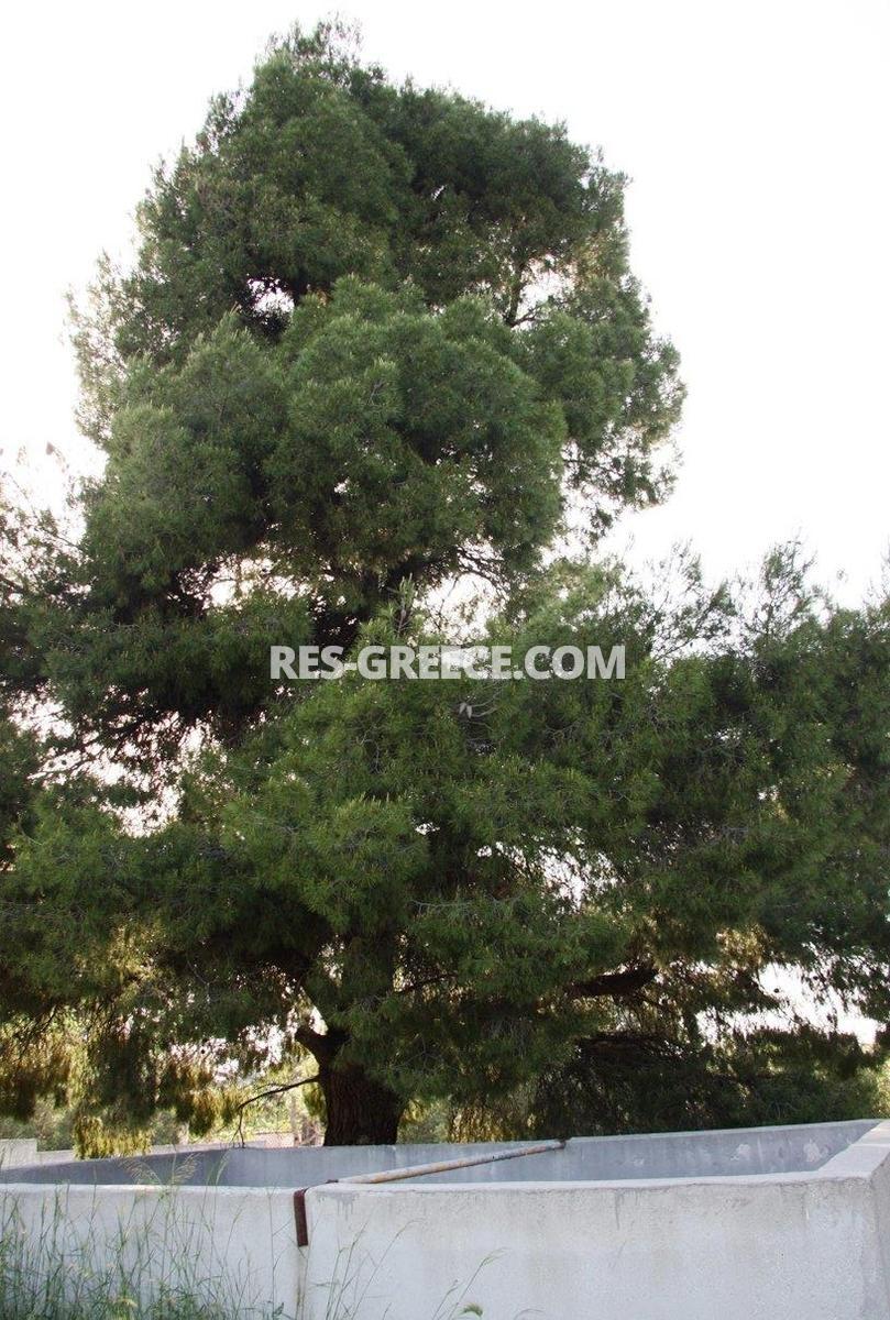 Участок Сани, Халкидики-Кассандра, Греция -  - Фото 19