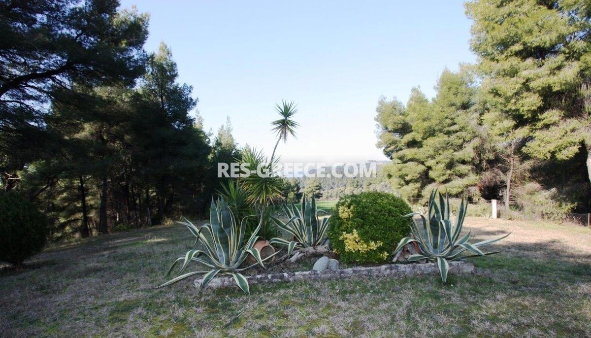 Сирокос, Халкидики-Кассандра, Греция -  - Фото 17