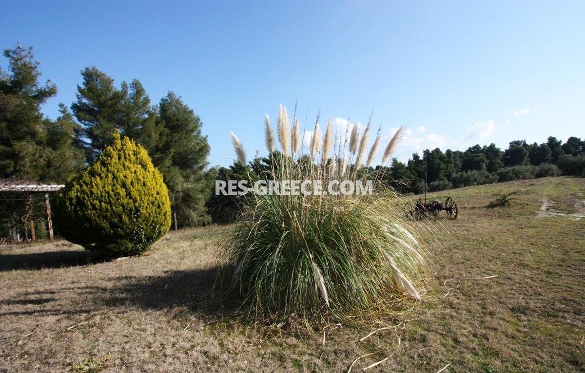 Сирокос, Халкидики-Кассандра, Греция -  - Фото 19