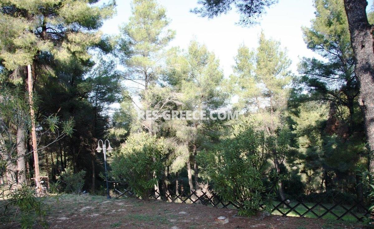 Сирокос, Халкидики-Кассандра, Греция -  - Фото 23