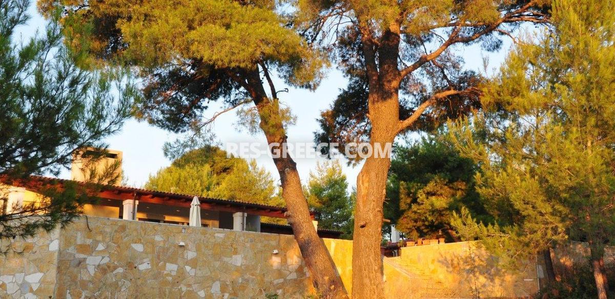 Парнита, Афины-Аттика, Греция -  - Фото 38