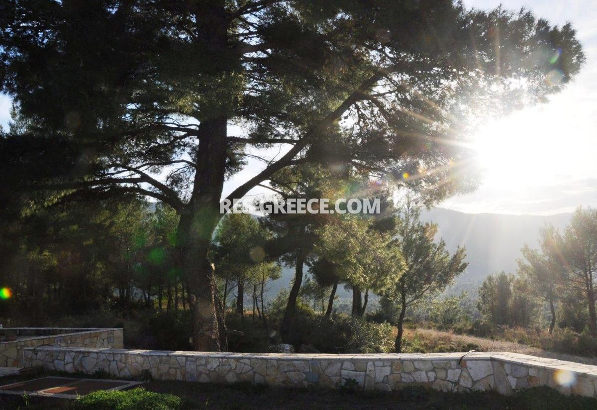 Парнита, Афины-Аттика, Греция -  - Фото 39