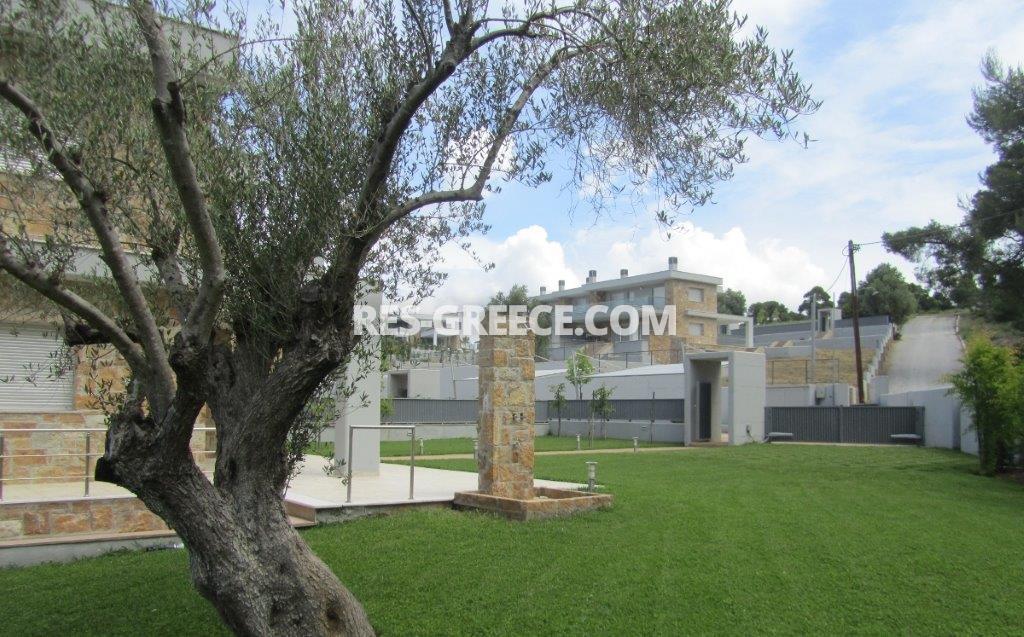 Додо Сани, Халкидики-Кассандра, Греция -  - Фото 15