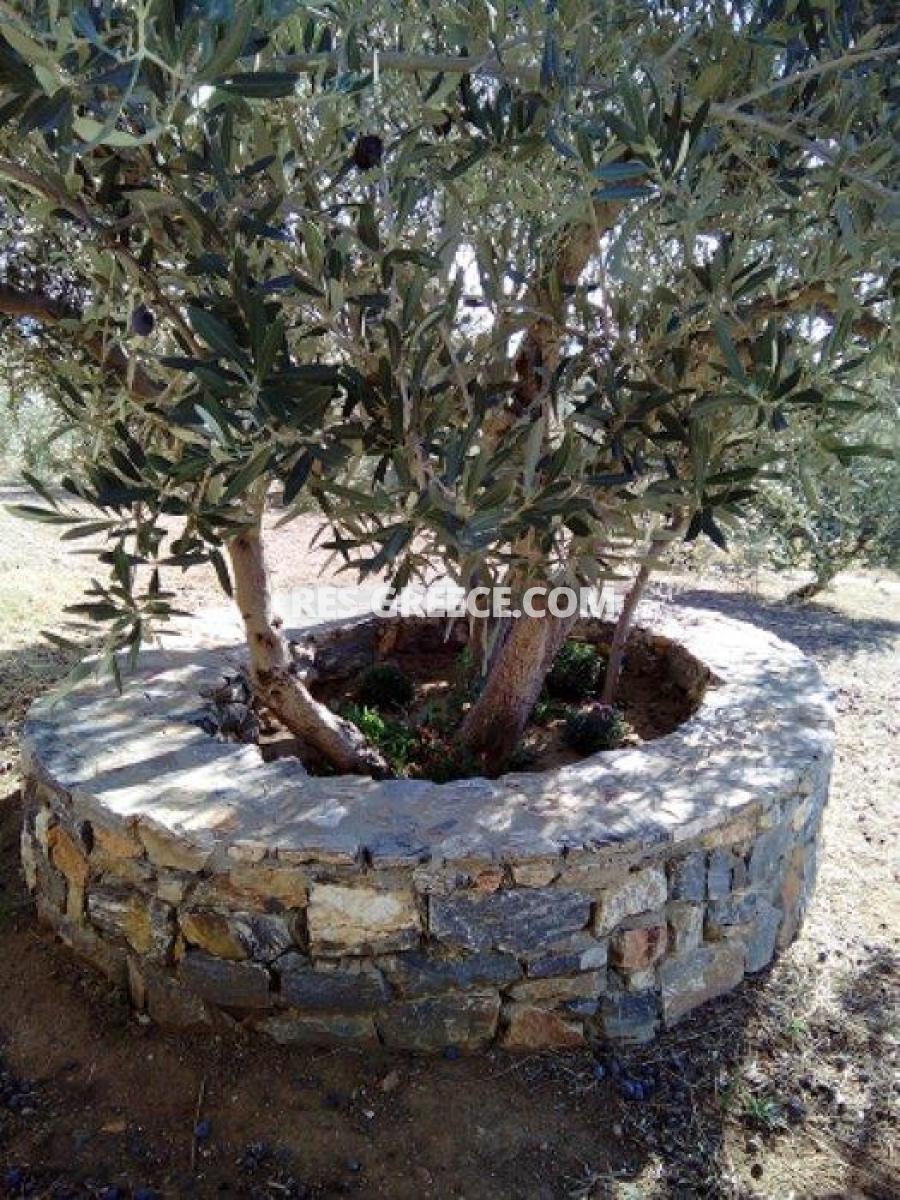 Пилос, Восточная Македония и Фракия, Греция - большая вилла для постоянного проживания - Фото 30