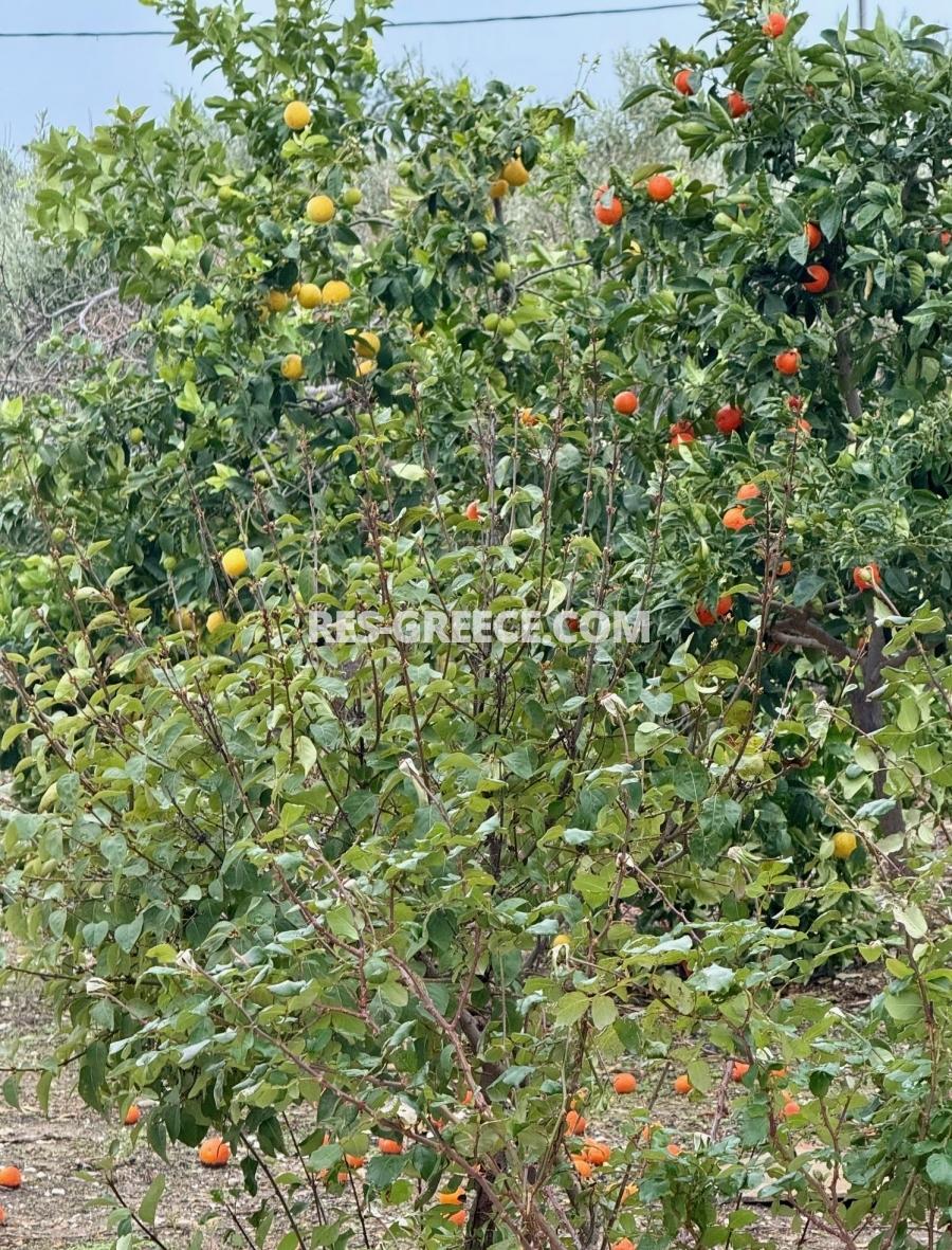 Евгения, Халкидики-Кассандра, Греция - красивая вилла с ухоженным садом и панорамными видами - Фото 43