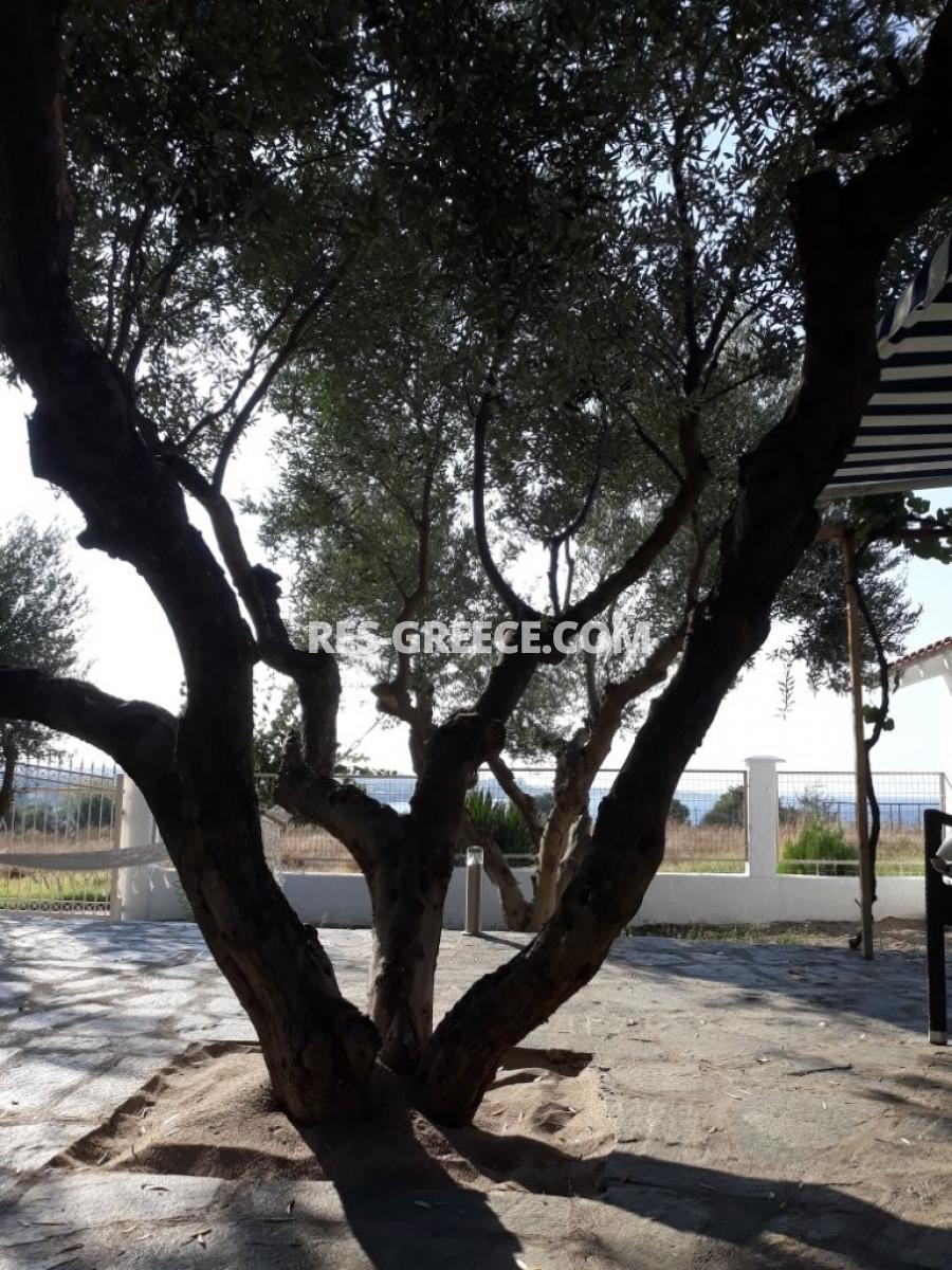 Персеас 2, Халкидики-Кассандра, Греция - бунгало на огороженном участке 5 соток в 70т от моря - Фото 11