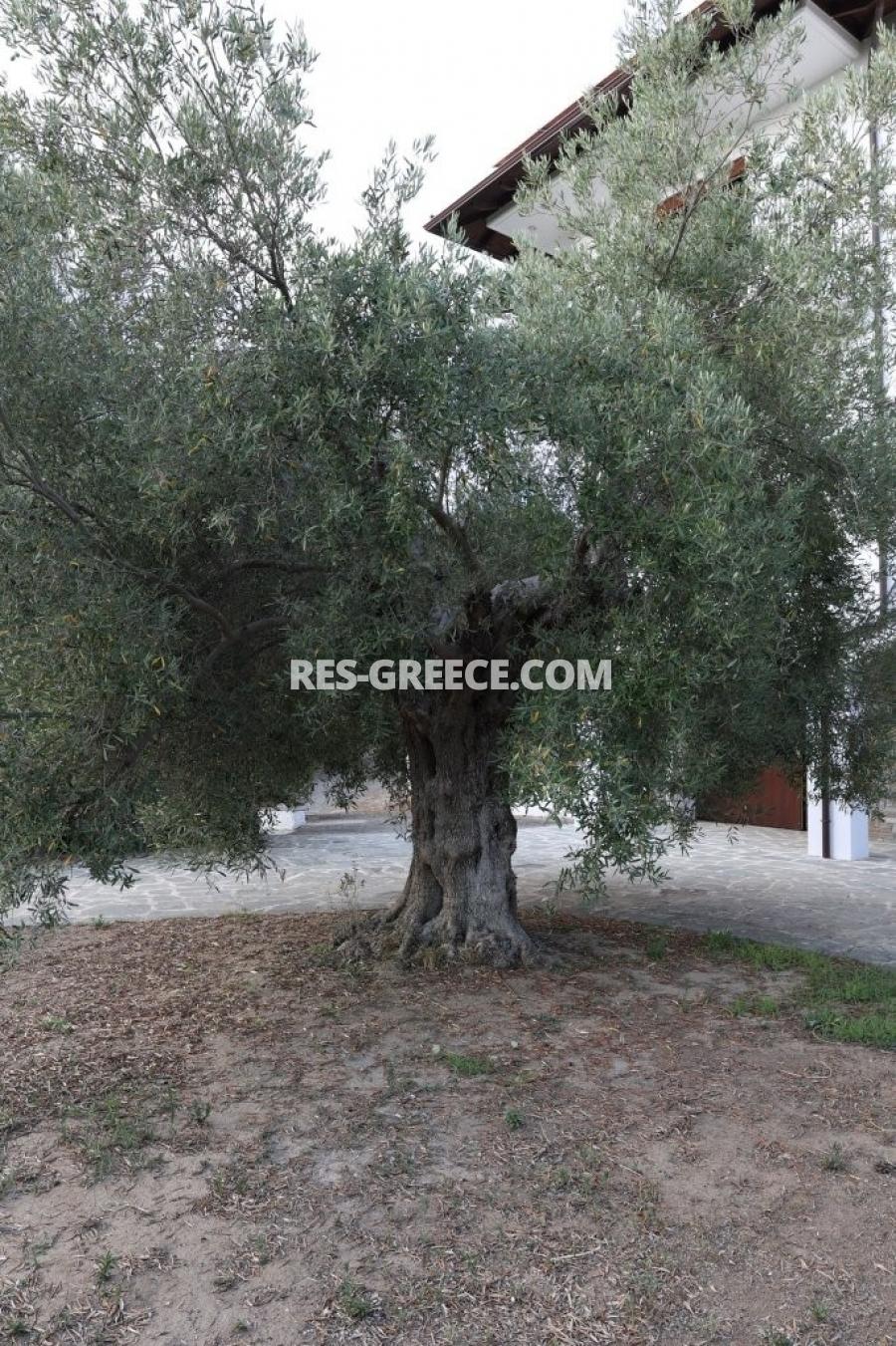 Эримитис, Халкидики-Ситония, Греция - традиционная вилла с бассейном и огромным садом на Ситонии - Фото 41