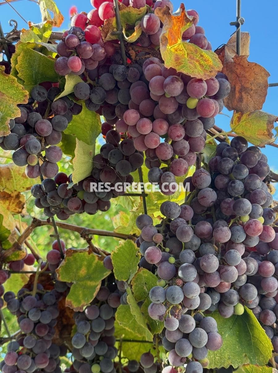 Персеас, Халкидики-Кассандра, Греция - вилла на 1 линии моря - Фото 59