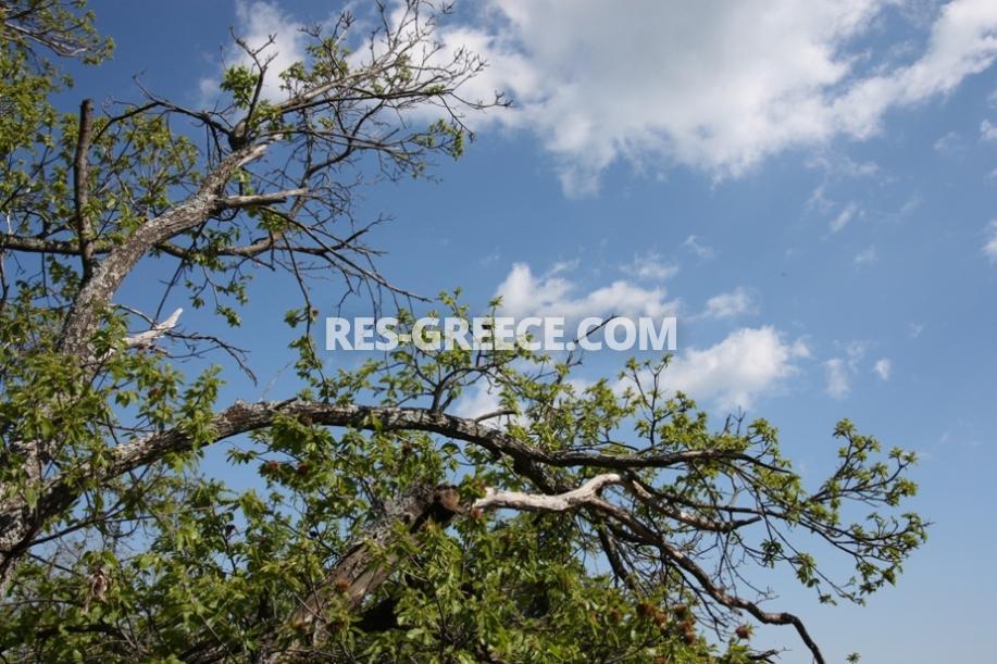 Орос, Халкидики-Ситония, Греция -  - Фото 20